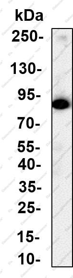 Recombinant TRIM56 Monoclonal Antibody - 1