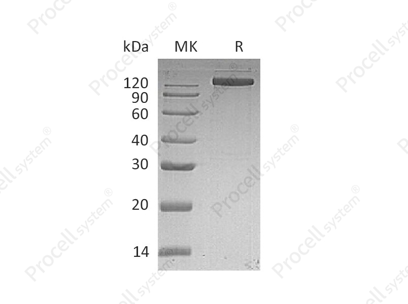 EGFR/ErbB1/HER1 (C-Fc), Human, Recombinant