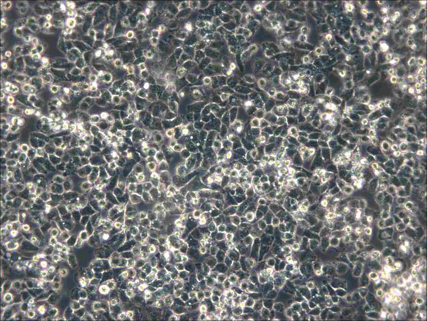 IHH-4 Cell Complete Medium - 5