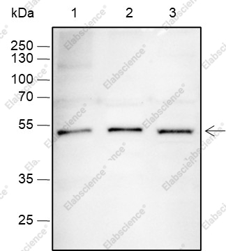 Recombinant SOX1 Monoclonal Antibody - 1