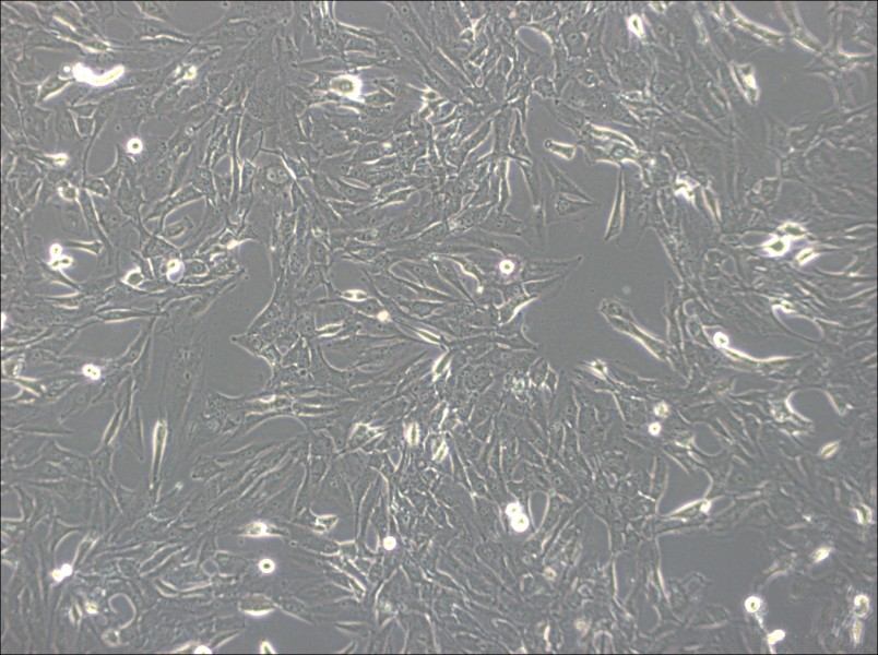 SW1783 (DMEM) Cell Complete MediumSW1783 (DMEM) Cell Complete Medium - 3