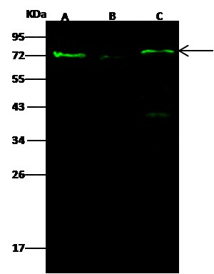 PAK1 Antibody Polyclonal Antibody - small - 3