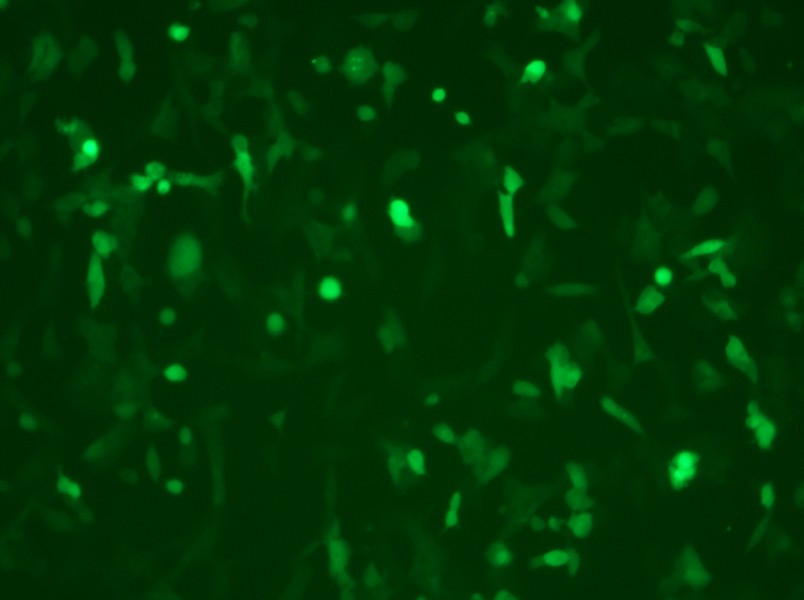 MC38-GFP Cell Complete Medium-searchlist-1