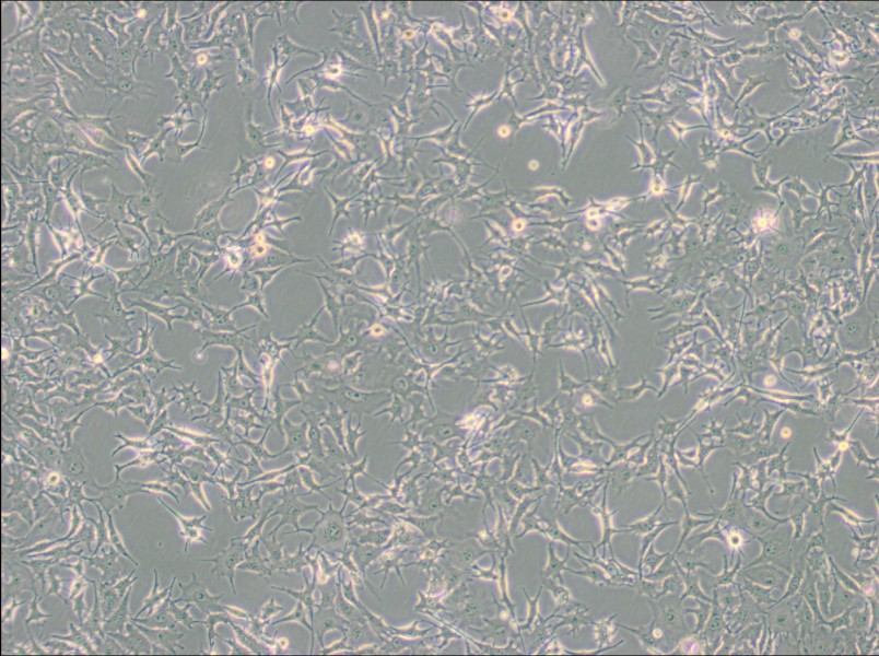B16-F0 Cell Complete MediumB16-F0 Cell Complete Medium - 3