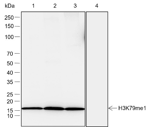 Recombinant Histone H3 (Mono Methyl Lys79) Monoclonal Antibody-searchlist-1