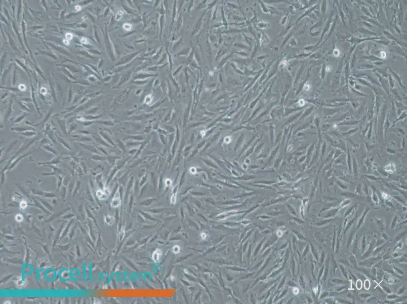 THLE-2 Cell Complete Medium - 3