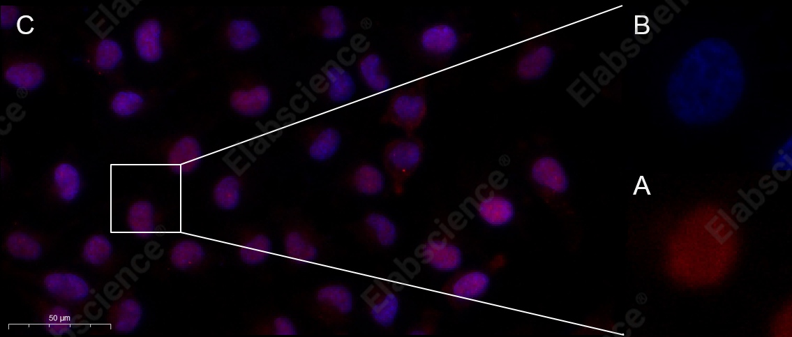 Recombinant Histone H3 Monoclonal Antibody - 9