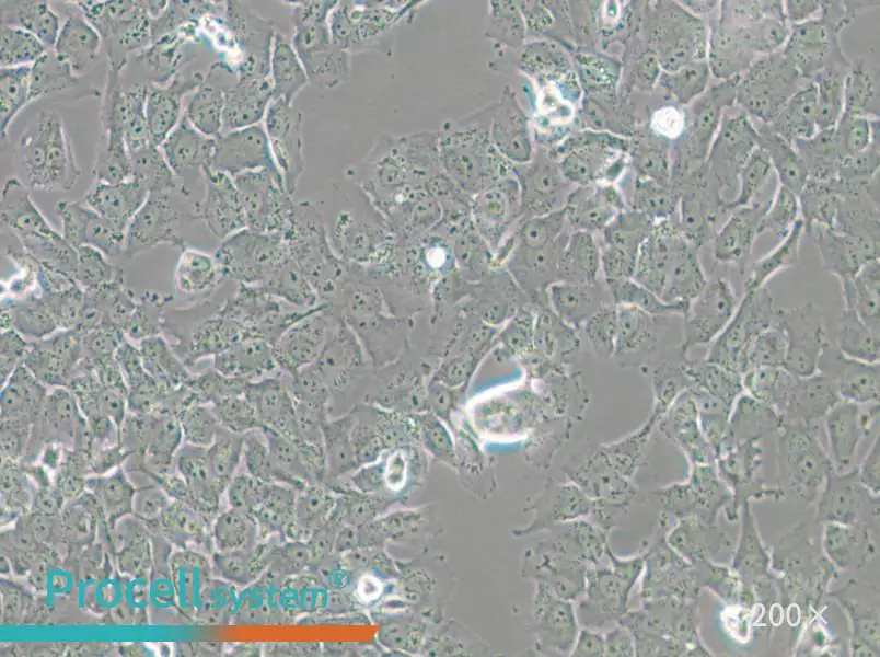 SK-MES-1 Cell Complete Medium - 5