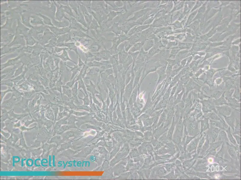 GC-2spd(ts) Cell Complete Medium - small - 4