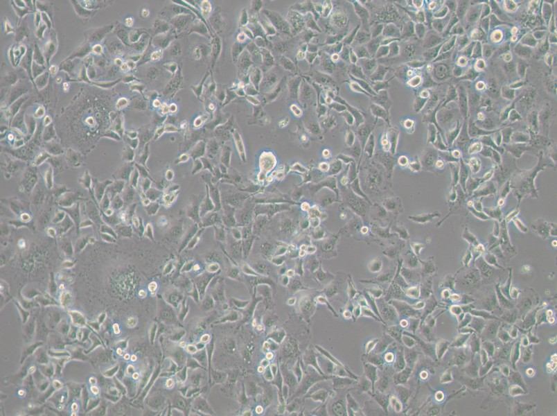 Anglne Cell Complete Medium - 2