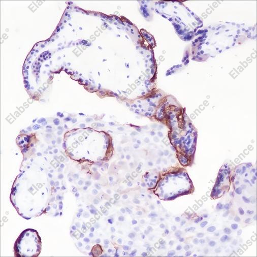 Recombinant Thrombomodulin Monoclonal Antibody - 2