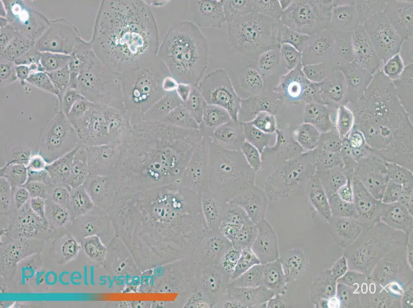 HCC1937 Cell Complete Medium - small - 4