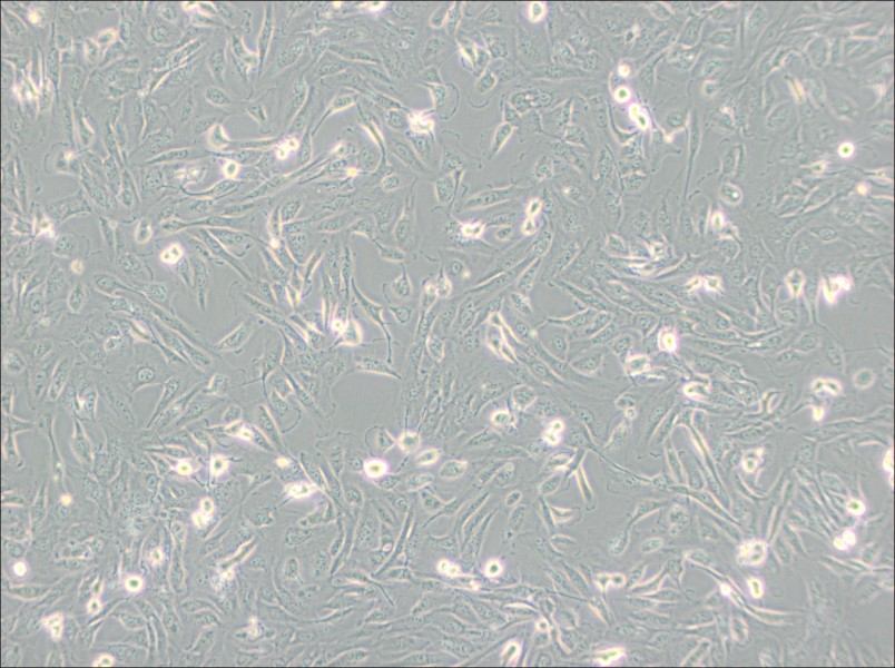 786-O [786-0] Cell Complete Medium - small - 3