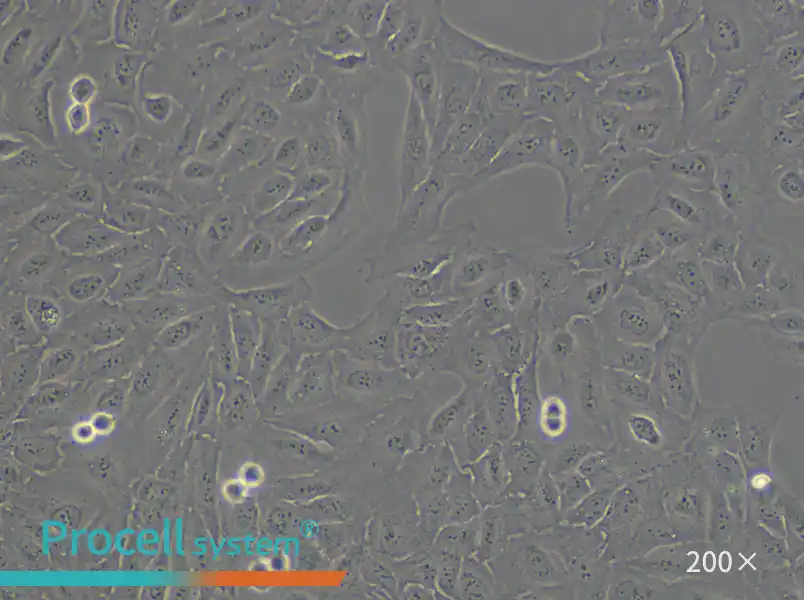 U-2 OS [U2OS] Cell Complete Medium - small - 6