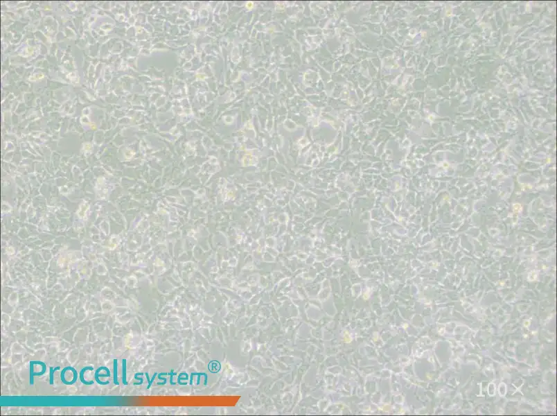 MSTO-211H Cell Complete Medium - 2