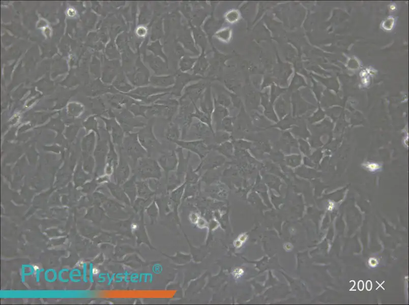 hCMEC/D3 Cell Complete Medium - small - 6