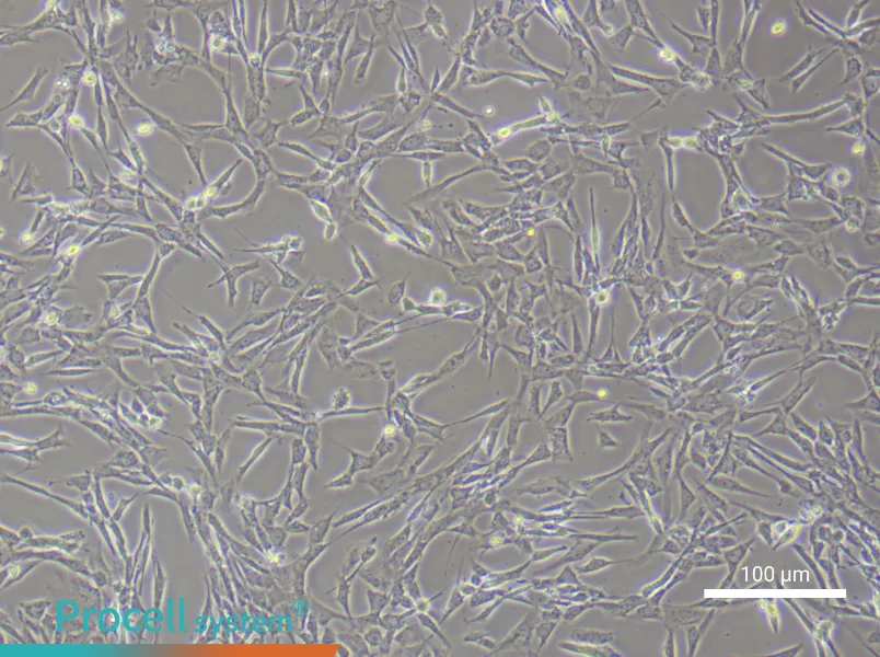 Rat Embryonic Fibroblasts - 1