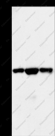 MAP2K1 Polyclonal Antibody - 1