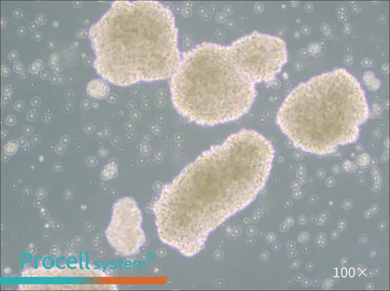 MT-4 Cell Complete Medium - 1