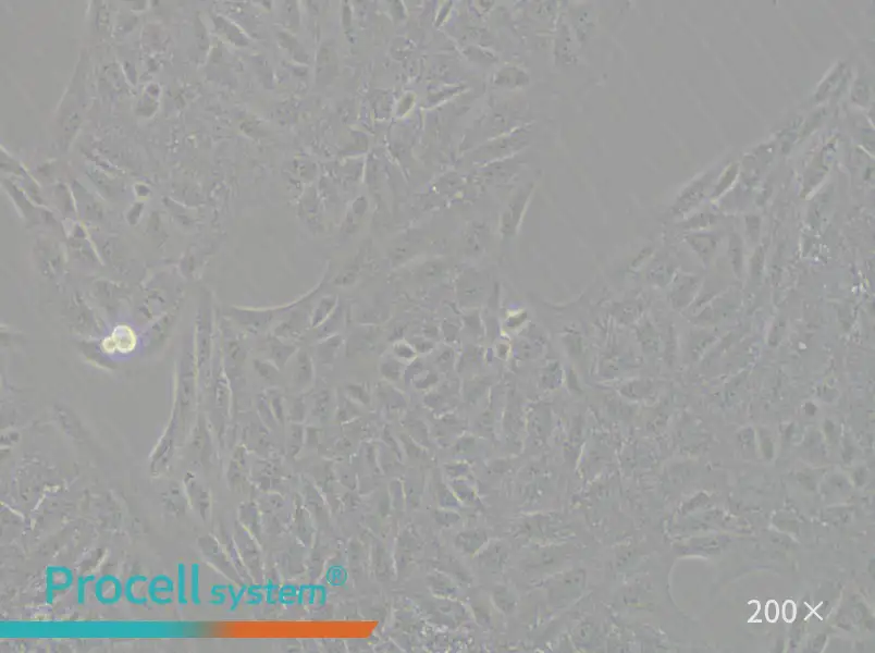 CV-1 Cell Complete Medium - small - 6