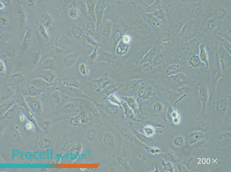 LX-2 Cell Complete Medium - small - 6