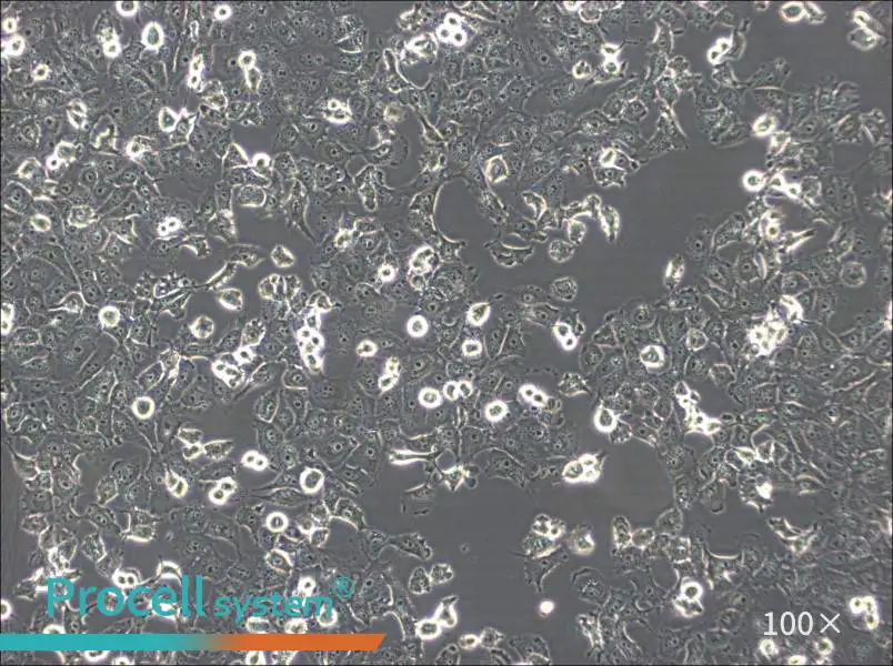 NCI-H1299 Cell Complete Medium - 1