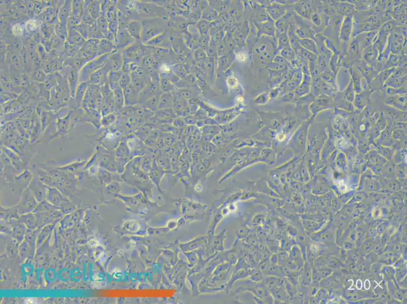 DLD-1 Cell Complete Medium - small - 5