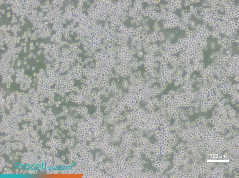 OKT 3 Cell Complete Medium - 1