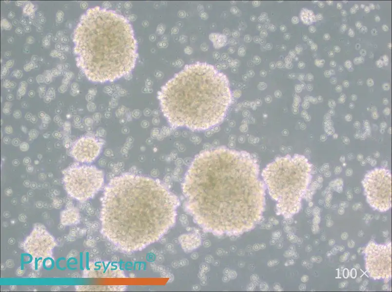 MT-4 Cell Complete MediumMT-4 Cell Complete Medium - 3