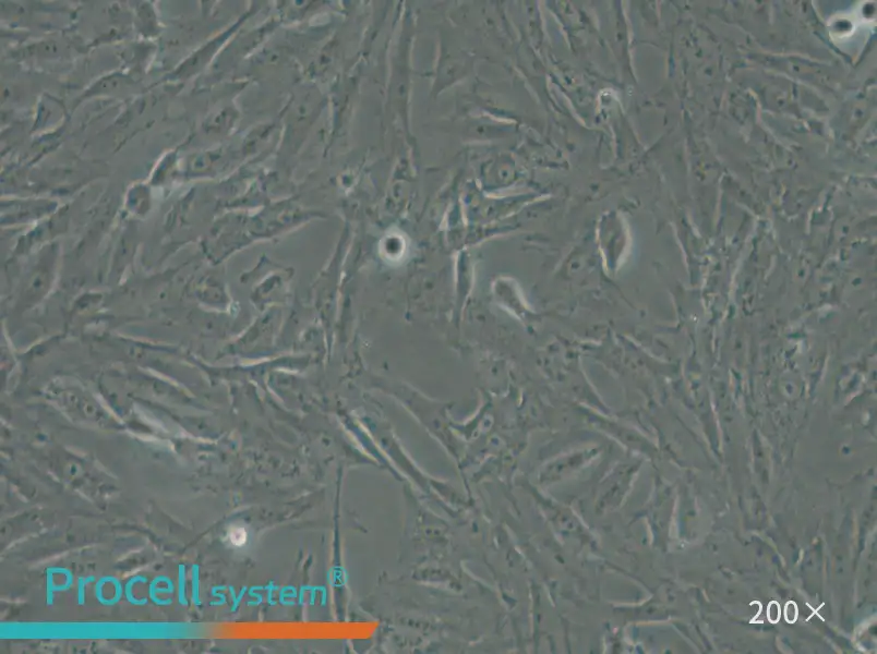 CRFK Cell Complete Medium - small - 6