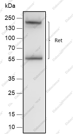 Recombinant Ret Monoclonal Antibody - 2