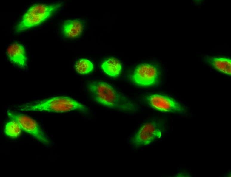 Recombinant Histone H3 Monoclonal Antibody - small - 7