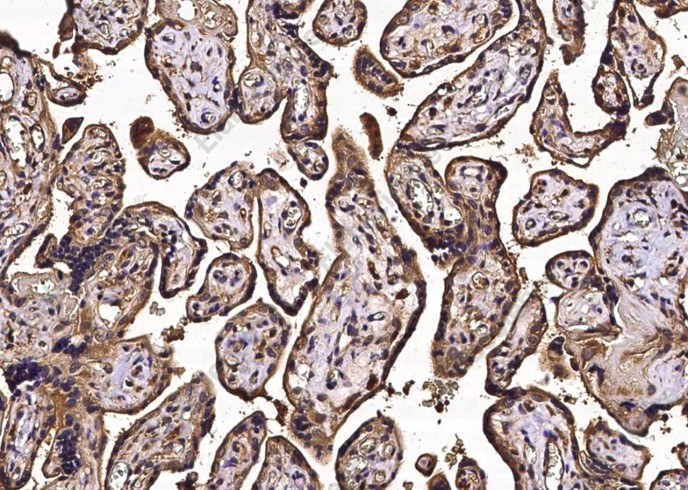 CD113/Nectin-3 Monoclonal Antibody - 1