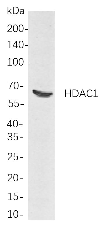 Recombinant HDAC1 Monoclonal Antibody-searchlist-1