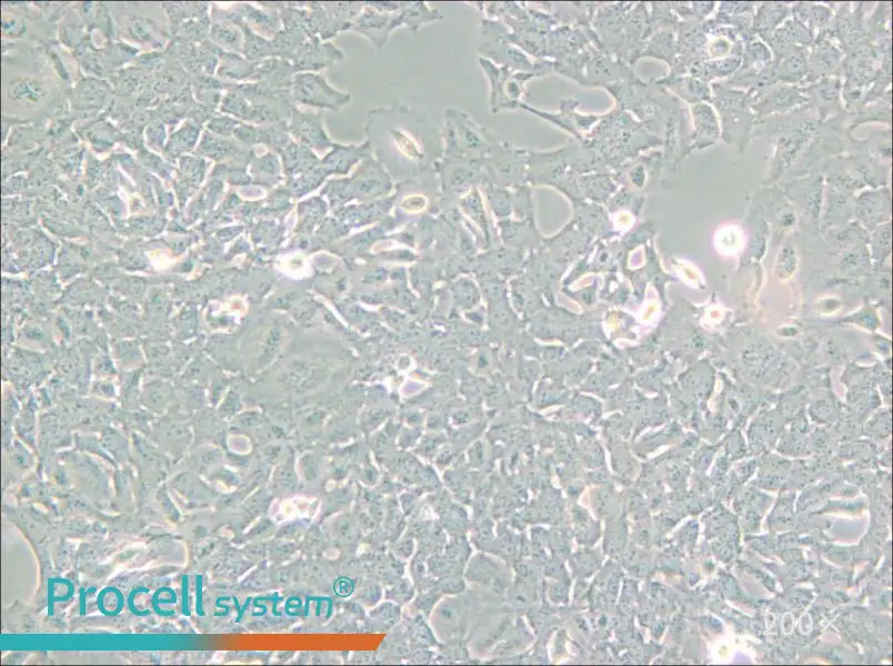 HC11 Cell Complete Medium - small - 5