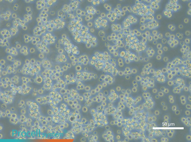 L5178Y TK+/- clone(3.7.2C) - 6