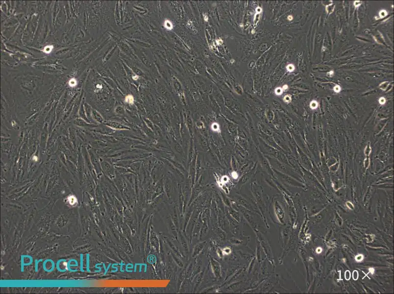 NCI-H2030 Cell Complete Medium - 1