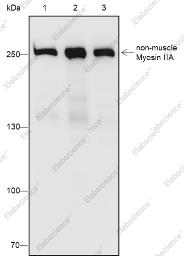 Recombinant non-muscle Myosin IIA Monoclonal Antibody - 1