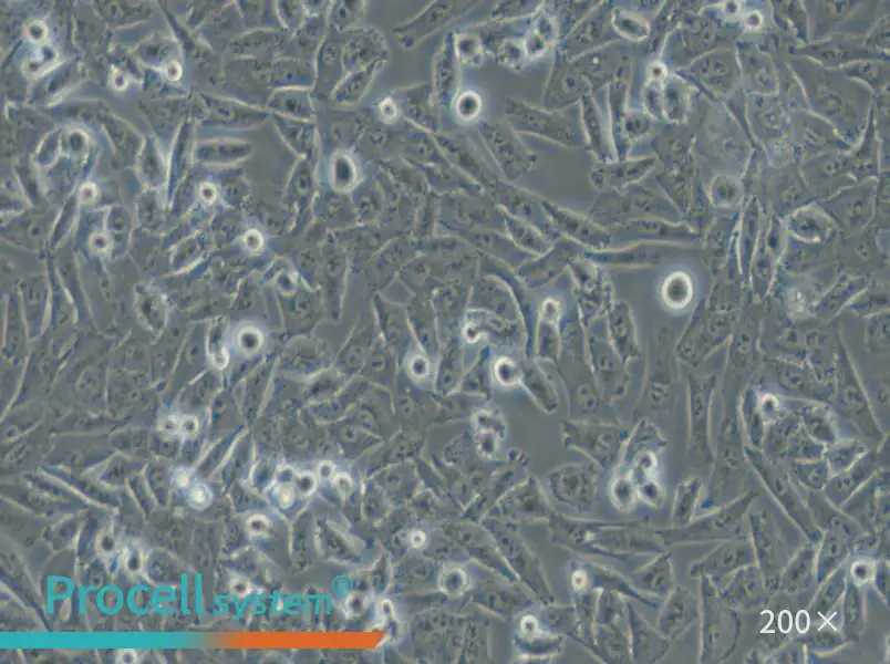 NCI-H1703 Cell Complete Medium - small - 4