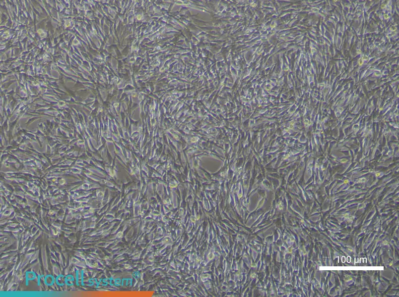 Rat Tendon Stem CellsRat Tendon Stem Cells - 3