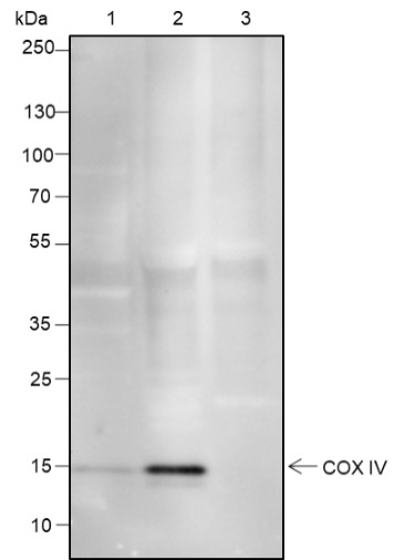 Recombinant COX IV Monoclonal Antibody - small - 6