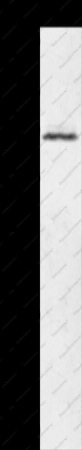 LTA4H Polyclonal Antibody - 1