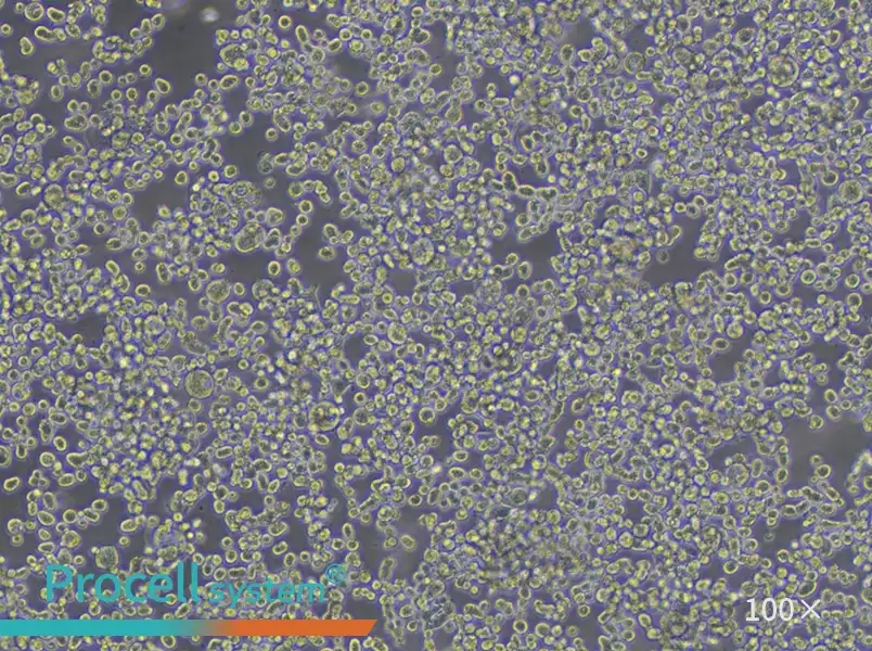 KATO III [KATO 3] Cell Complete Medium - 2