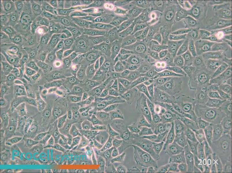 EMT6 [EMT-6] Cell Complete Medium - 4