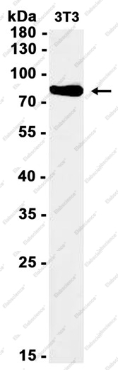 Recombinant Phospho-STAT1 (Ser727) Monoclonal Antibody - 1