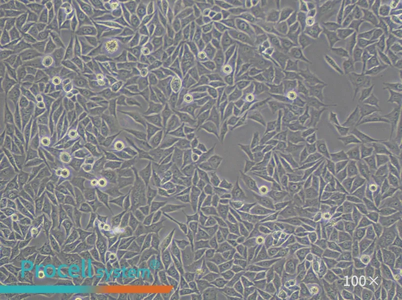 PC-3M Cell Complete Medium - 1