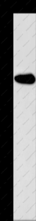 KCNG2 Polyclonal Antibody - 1