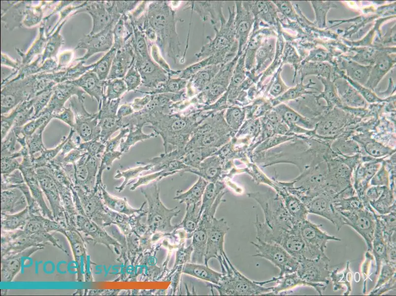 TtT/GF Cell Complete Medium - small - 4