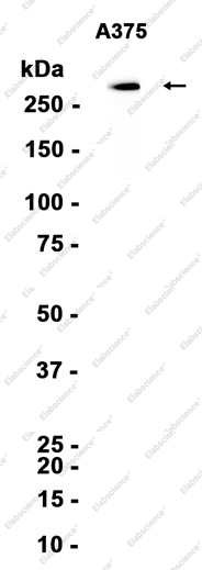Recombinant CSPG4 Monoclonal Antibody - 1