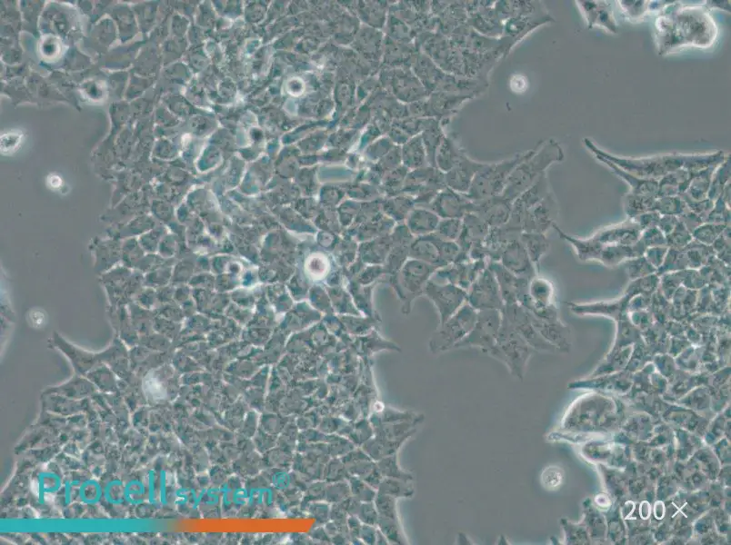 SW756 (DMEM) Cell Complete Medium - small - 4